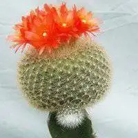 微信头像仙人掌【点击鼠标右键下载】