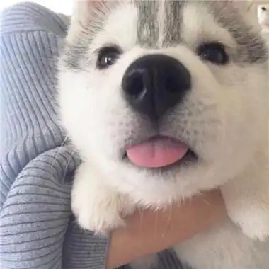 超级可爱的动物萌宠头像