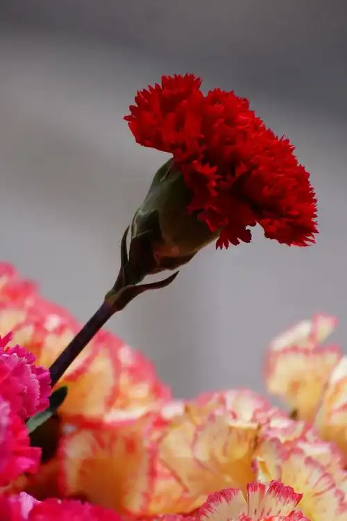 母亲节,送给妈妈的花