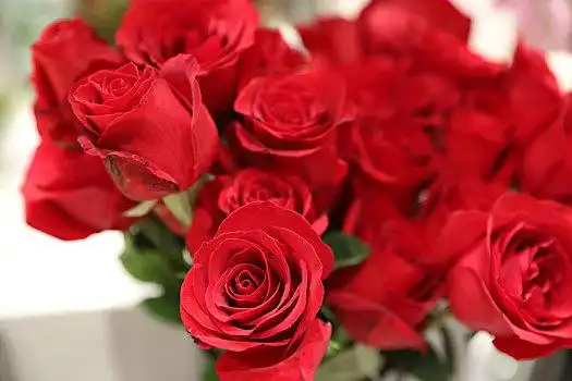 一束玫瑰花图片_一束玫瑰花图片大全_一束玫瑰花图片素材