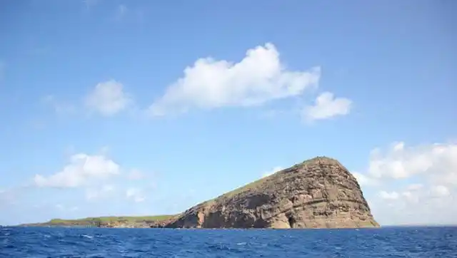 恐怖的巴西蛇岛!随便一条蛇都能致人死地,谁也不敢靠近!