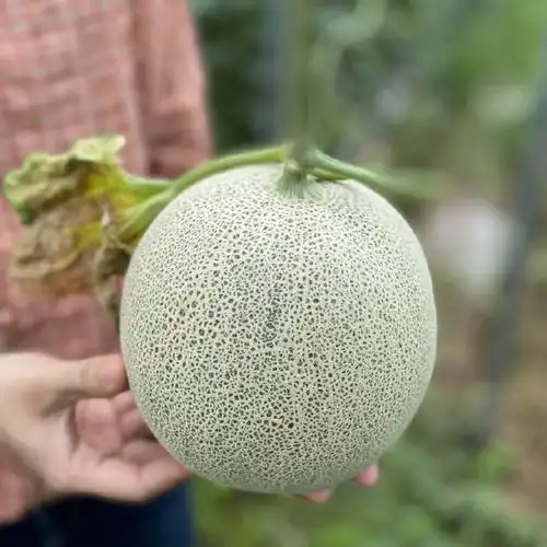 这个好物闭眼入#海南网纹瓜 蜜甜软糯 冰淇淋口感 多汁浓郁 放软食用