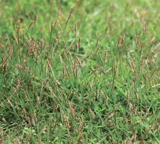 结缕草(结缕草百科,结缕草生长快,覆盖力强(结缕草又叫什么)