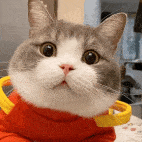 一大波精选的猫猫土豆表情包