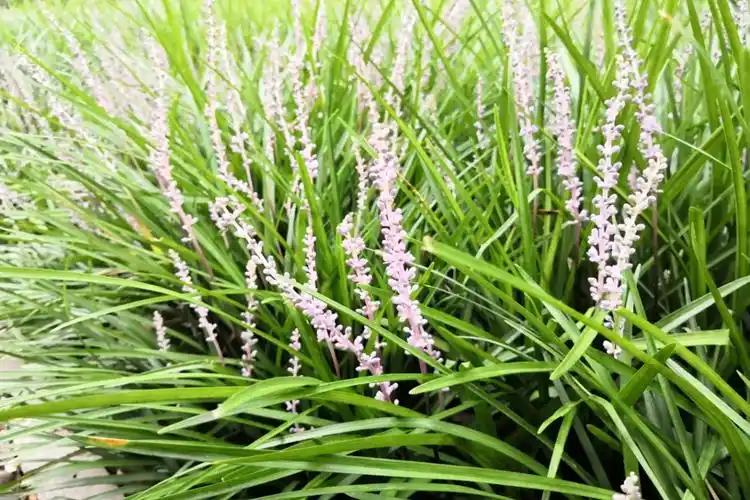 麦冬植株为多年生草本,茎短,具膨大纺锤形肉质块根.