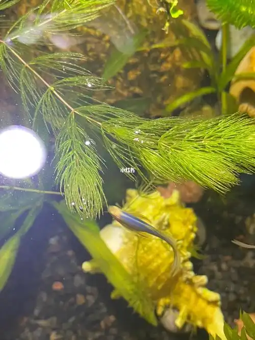 求助请问斑马鱼缸里面这个是鱼卵吗