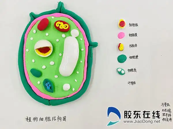 东方外国语实验学校举行细胞模型制作活动