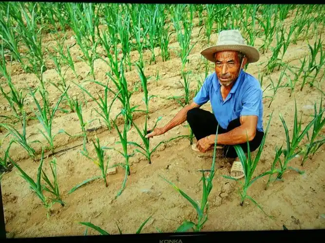 农民伯伯辛苦种庄稼.