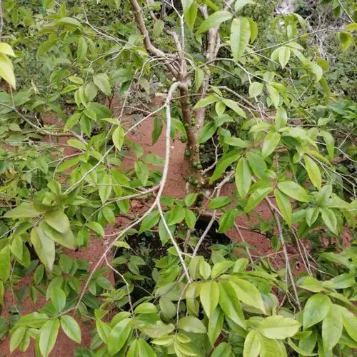 出售各种果树苗,有需要的私信我!价格优惠可谈!