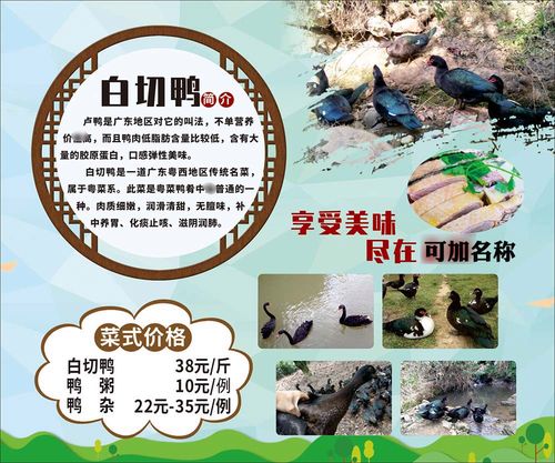 m769广东粤菜白切鸭简介美食挂图墙贴画写真展板喷绘海报印制1852