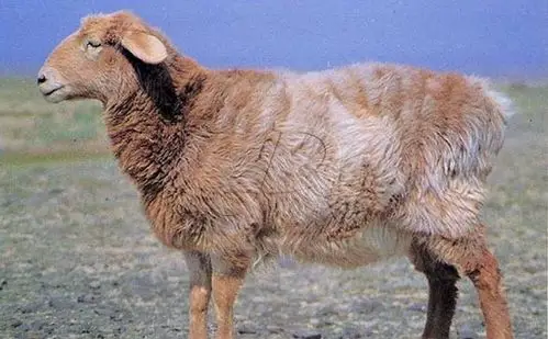哈萨克羊的品种特征及生产性能