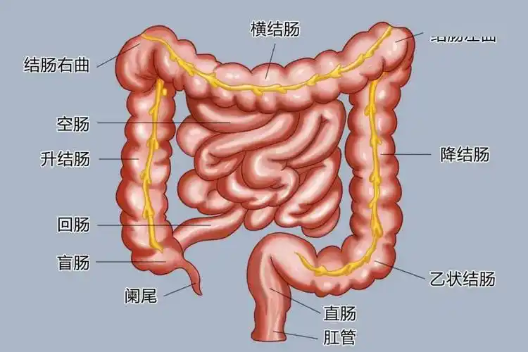 大肠癌放化疗患者"消化道症候群"如何护理?