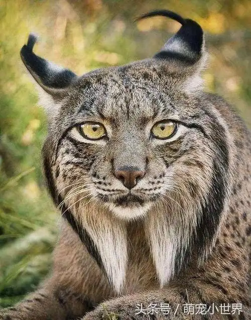 30张濒临灭绝动物照让人心碎,摄影师花2年拍完以后可能拍不到了