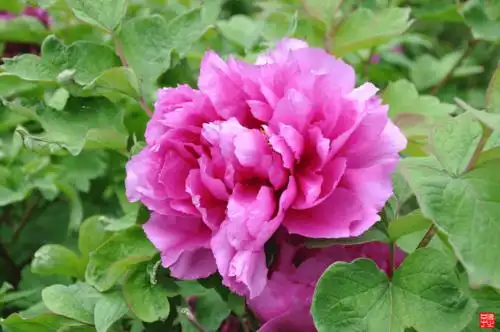 上海淀山湖畔大观园里的牡丹花语_花瓣