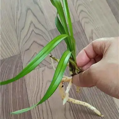 春兰新品赌草青蓝边鱼赌艺龙头苗带芽 - 中国兰花交易网