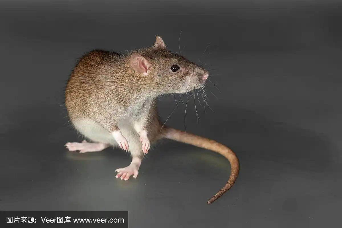 好奇的老鼠