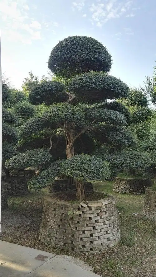 yang·yang采集到landscape / 植物设计 桩景龟甲冬青