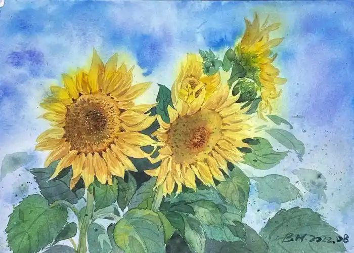 水彩之夏天的花向日葵