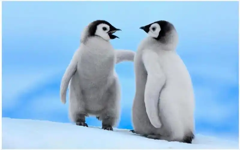 两只可爱的小企鹅 小朋友之间不能打架哦 好朋友一起玩 开开心心一起