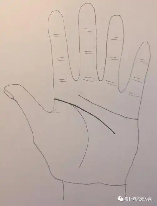 起于手掌桡侧,食指和拇指之间,虎口的1/2处,头粗尾细,以抛物线形向尺