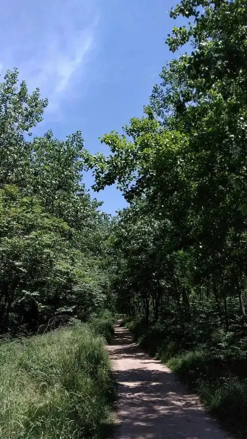 未央群殿上林中,            天禄石渠两望空