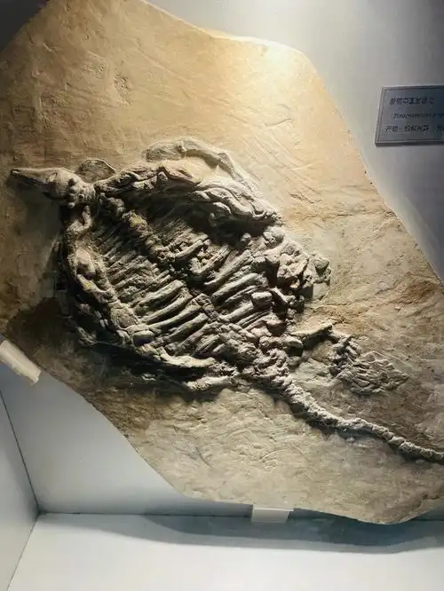 免费遛娃好地方北京自然博物馆