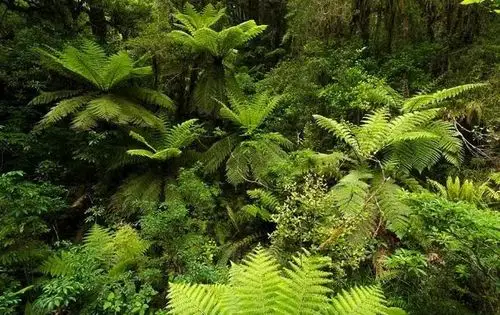 濒危植物欣赏:桫椤(蛇木)(原创首发)