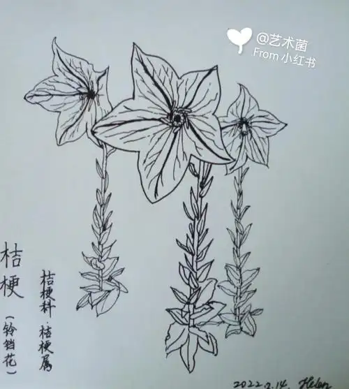 桔梗花针管笔手绘