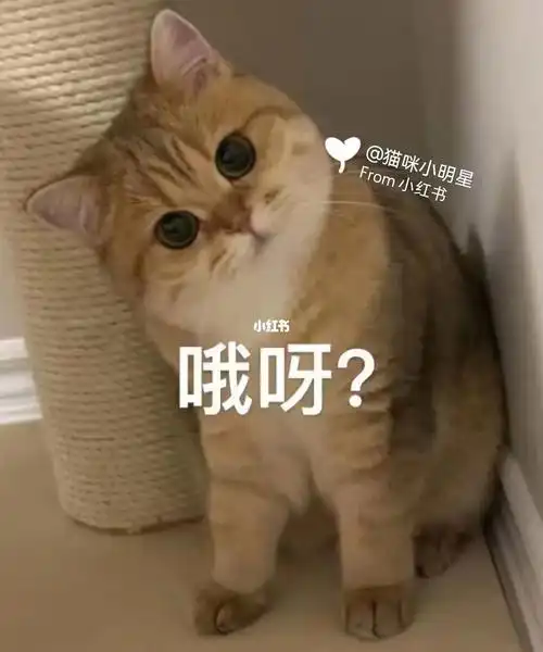 朋友的可爱猫猫表情包.么么哒#表情包  #我家宠物好可爱