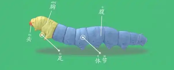 蚕的身体结构是怎样的