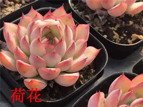 010多肉植物基地批发 全状态荷花6.5cm盆多肉品种 品相如图裸根发