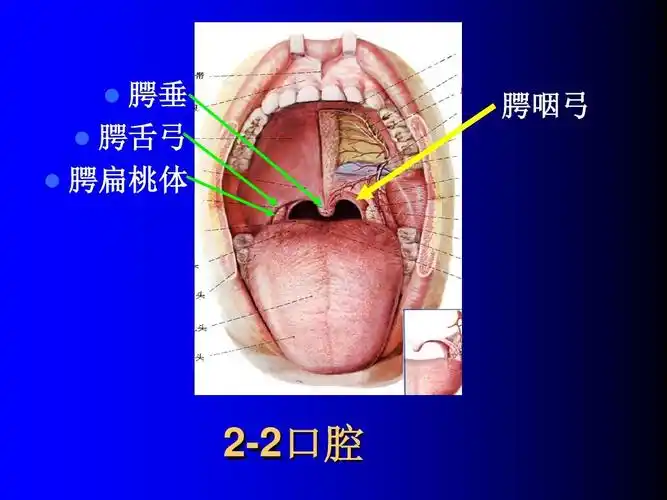 腭垂 腭舌弓 腭扁桃体 腭咽弓 2-2口腔
