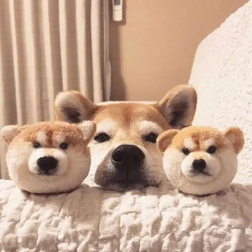 可爱柴犬高清微信萌宠头像图片