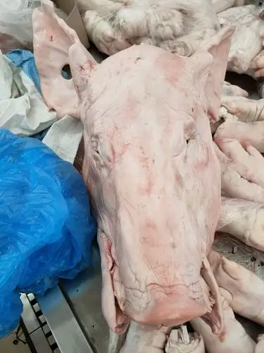 母猪猪头