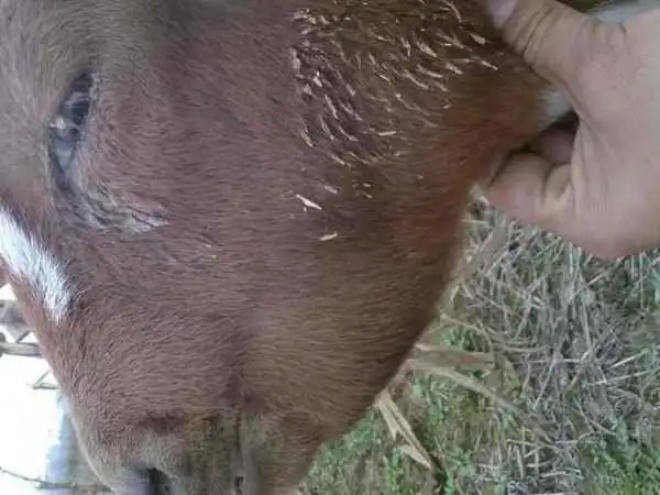 关于如何辨别羊有寄生虫这里都总结好了