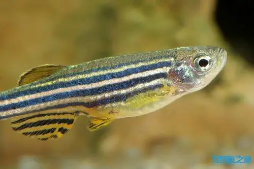 斑马鱼和大帆斑马鱼