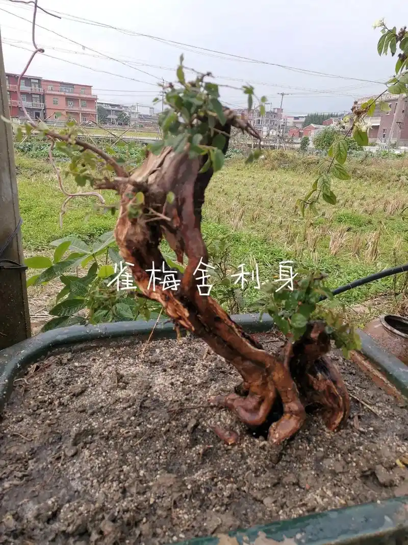 雀梅盆景 素材 - 抖音