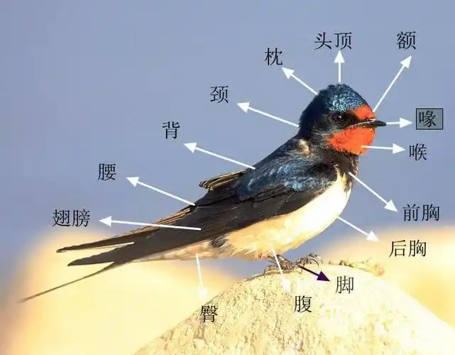 我们把鸟类的的身体分为上体和下体,上体又分为喙,额,头顶,枕,颈,背