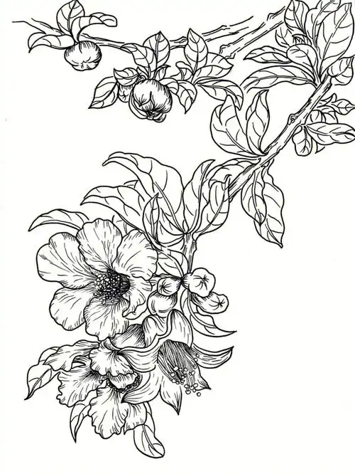 线描手绘花卉临摹石榴花039