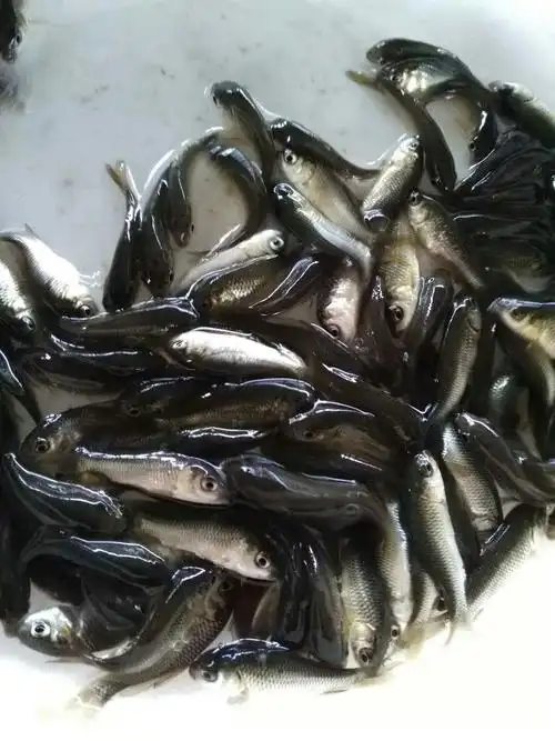 供应鱼苗,罗非鱼,红罗非鱼,塘虱鱼,草鱼,花鲢鱼,鲫鱼,鲤鱼,泥鳅苗,黄