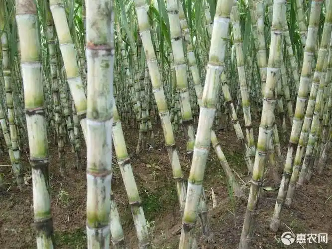 绿皮甘蔗青皮甘蔗陶山甘蔗果蔗雪蔗