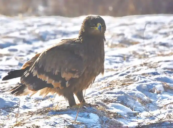 其它 大雕傲雪斗酷冬 写美篇冰雪酷冬,草原雕翱翔