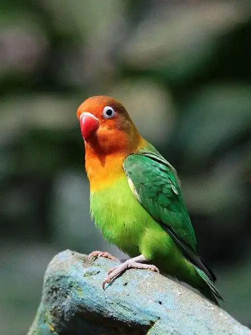 国家二级保护动物排行榜——鹦鹉-h哥