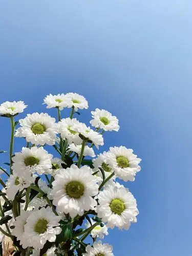 带一束小雏菊回家