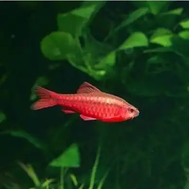 长尾玫瑰鱼 红玫瑰鱼 草缸鱼 樱桃灯鱼 群游鱼 热带鱼