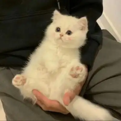 萌宠头像萌萌哒图片高清好看的动物微信头像可爱呆萌