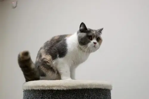 沐米宠物 英国短毛猫|英短三花色