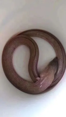 正宗野生土龙吃土龙生龙活虎土龙能强筋壮骨