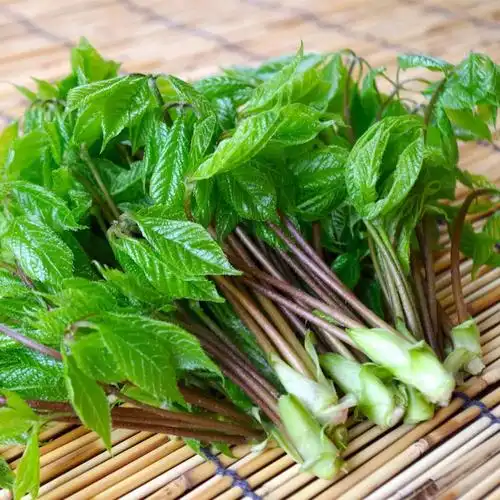 独活刺老芽的这位亲戚有点酷