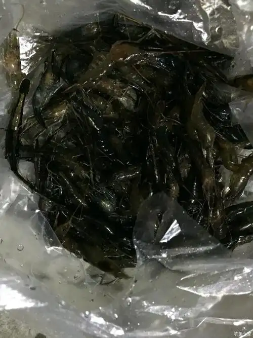 论坛 渔获战报 今晚抓的溪虾好吃 时  间: 2016